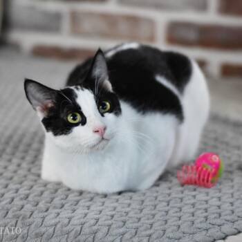 Potato -  Domestic Short Hair Cat for Adoption in Conroe, Texas - Potato | PetCurious