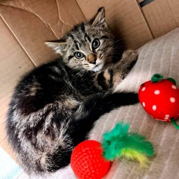 Half Pint -  Domestic Short Hair Cat for Adoption in Newark, New Jersey - Half Pint | PetCurious