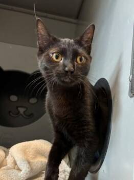 MERCURY -  Domestic Short Hair Cat for Adoption in Leesburg, Virginia - MERCURY | PetCurious