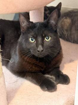 Domestic Short Hair Cats Available for Adoption in Vancouver, Washington - Chowder | PetCurious
