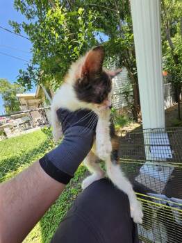 DIPPER -  Domestic Short Hair Cat for Adoption in San Antonio, Texas - DIPPER | PetCurious