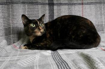 Croquet -  Domestic Short Hair Cat for Adoption in Springfield, Illinois - Croquet | PetCurious