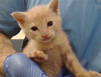 PAN -  Domestic Short Hair Cat Available for Adoption in Doral, Florida - PAN | PetCurious