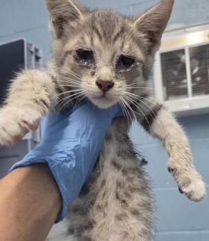 Rescue Domestic Short Hair Cats for Adoption in Evansville, Indiana - John Proctor | PetCurious