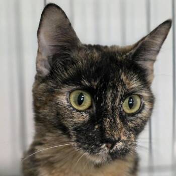 Domestic Short Hair Cats Available for Adoption in Wiggins, Mississippi - Harley Quinn | PetCurious
