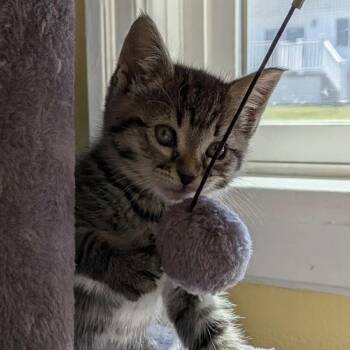 Coco -  Domestic Short Hair Cat for Adoption in Cathlamet, Washington - Coco | PetCurious