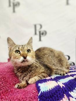 Amber -  Domestic Short Hair Cat for Adoption in Social Circle, Georgia - Amber | PetCurious