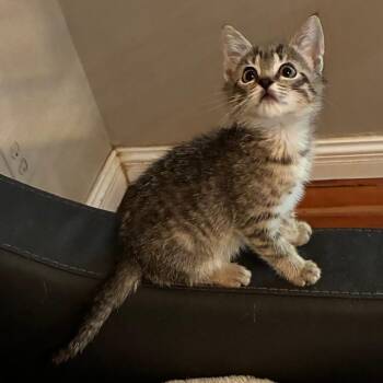 Jolly Rancher -  Domestic Short Hair Cat for Adoption in Cumming, Georgia - Jolly Rancher | PetCurious