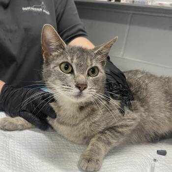 Domestic Short Hair Cats Available for Adoption in Summerville, South Carolina - Bo Peep | PetCurious