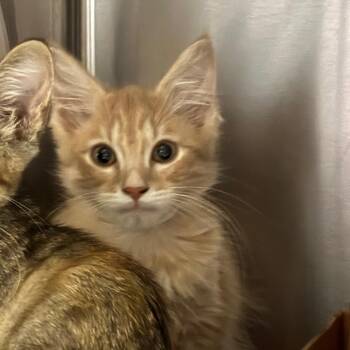Butters -  Domestic Medium Hair Cat for Adoption in Nashville, Tennessee - Butters | PetCurious