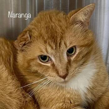 Naranga -  Domestic Short Hair Cat for Adoption in Madisonville, Tennessee - Naranga | PetCurious
