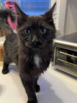 Rescue Domestic Long Hair Cats for Adoption in Emporia, Kansas - Scooter | PetCurious