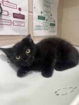 Pebbles -  Domestic Short Hair Cat for Adoption in Manitowoc, Wisconsin - Pebbles | PetCurious