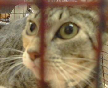 MIRIAM -  Domestic Short Hair Cat for Adoption in Sacramento, California - MIRIAM | PetCurious