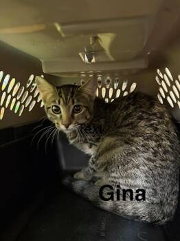Gina -  Domestic Short Hair Cat for Adoption in Zimmerman, Minnesota - Gina | PetCurious