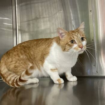 Rescue Domestic Short Hair Cats for Adoption in Spokane, Washington - Chester | PetCurious