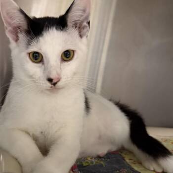 Domestic Short Hair Cats Available for Adoption in Fernandina Beach, Florida - Bishop | PetCurious