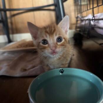 Pooky -  Domestic Short Hair Cat for Adoption in Buellton, California - Pooky | PetCurious