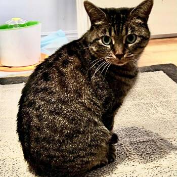 Rescue Tabby Cats for Adoption in Hamilton, Ontario - Nimbus - A Gentle Loving Soul! | PetCurious