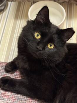 Johnny Cash -  Domestic Long Hair Cat Available for Adoption in Newtown Square, Pennsylvania - Johnny Cash | PetCurious