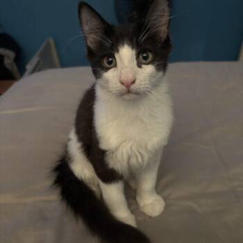Charlie the chair -  Domestic Medium Hair Cat for Adoption in Tampa, Florida - Charlie The Chair | PetCurious