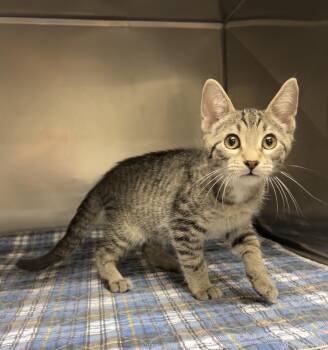 Ratchet -  Domestic Short Hair Cat for Adoption in Montville, New Jersey - Ratchet | PetCurious