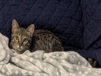 GRACE -  Domestic Short Hair Cat for Adoption in Loveland, Colorado - GRACE | PetCurious