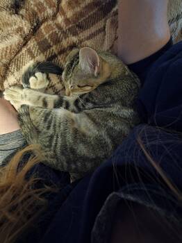 Rescue Domestic Short Hair Cats for Adoption in Wilmington, North Carolina - Laika | PetCurious