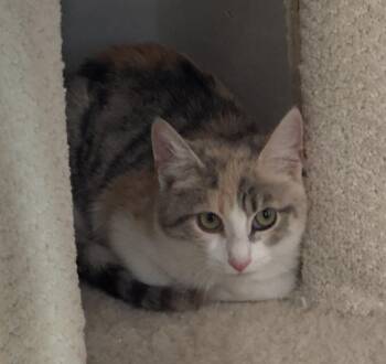 Rescue Dilute Calico Cats for Adoption in Frederick, Maryland - Anna | PetCurious