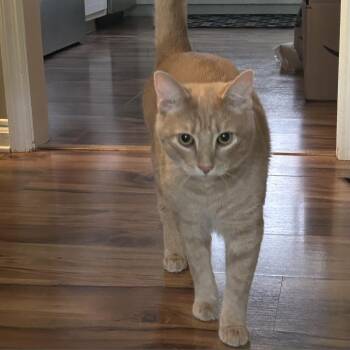 Domestic Short Hair Cats Available for Adoption in Roanoke, Virginia - Damon | PetCurious