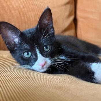Dagon -  Domestic Short Hair Cat for Adoption in Los Angeles, California - Dagon | PetCurious