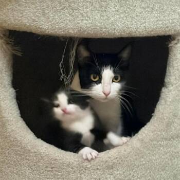 Yuna Hollander -  Domestic Short Hair Cat for Adoption in Saint Paul, Minnesota - Yuna Hollander | PetCurious