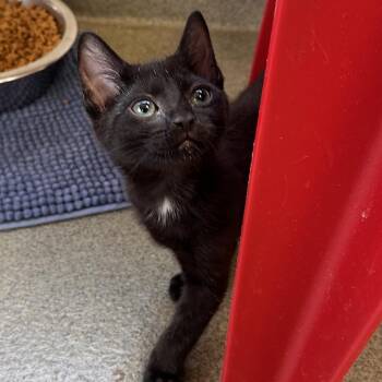 Cheepy deepy doopy dup -  Domestic Short Hair Cat for Adoption in Rocky Mount, Virginia - Cheepy Deepy Doopy Dup | PetCurious