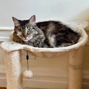Rescue Domestic Long Hair Cats for Adoption - Grendel | PetCurious