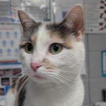 Domestic Short Hair Cats Available for Adoption in West Olive, Michigan - Leah (Holland Cat Cove) | PetCurious