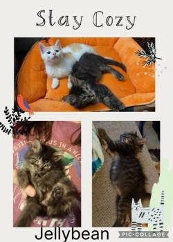 Rescue Domestic Medium Hair and Domestic Short Hair Cats for Adoption in North Charleston, South Carolina - 86858A Jellybean-PetSmart Mt. Pleasant | PetCurious