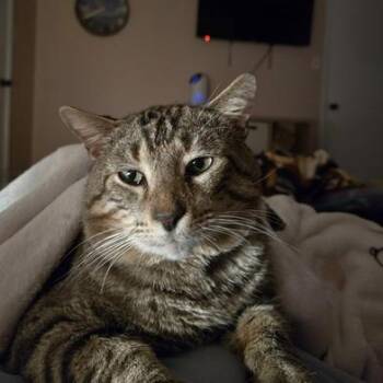 Domestic Short Hair Cats Available for Adoption - Billy Ray | PetCurious