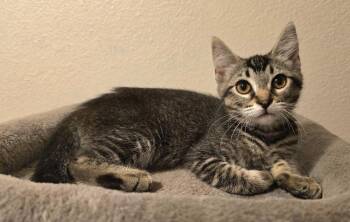 Pipit -  Domestic Short Hair Cat for Adoption in Vancouver, Washington - Pipit | PetCurious