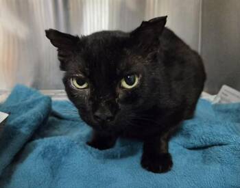 TOKEN -  Domestic Short Hair Cat for Adoption in Martinez, California - TOKEN | PetCurious