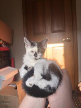 Fantosme -  Domestic Short Hair Cat for Adoption in Walled Lake, Michigan - Fantosme | PetCurious