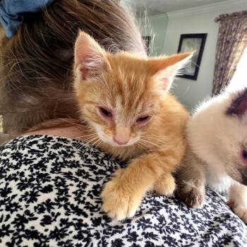 Simba -  Domestic Short Hair Cat for Adoption in Grantsville, Utah - Simba | PetCurious