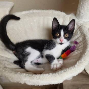 Phabian -  Domestic Short Hair Cat for Adoption in Houston, Texas - Phabian | PetCurious