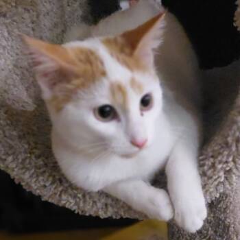 Rescue Domestic Short Hair Cats for Adoption in Saint Paul, Minnesota - Starry | PetCurious