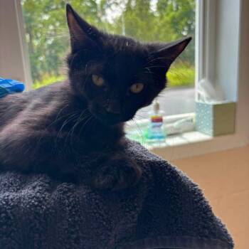 Rossi -  Domestic Short Hair Cat for Adoption in Waynesboro, Pennsylvania - Rossi | PetCurious