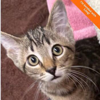 Xina -  Domestic Short Hair Cat for Adoption in Pleasant Hill, California - Xina | PetCurious