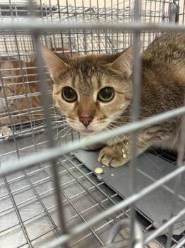 Domestic Short Hair Cats Available for Adoption - A795298 | PetCurious