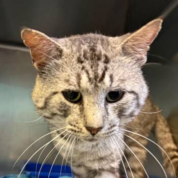 Dane -  Domestic Short Hair Cat for Adoption in Jacksonville, Arkansas - Dane | PetCurious