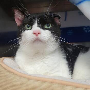 Blanche -  Domestic Short Hair Cat for Adoption in Nashville, Indiana - Blanche | PetCurious