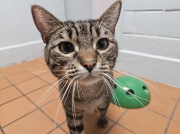 Tabby and Domestic Medium Hair Cats Available for Adoption in Cedar Rapids, Iowa - Emily | PetCurious