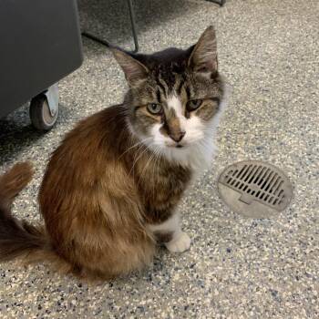 Beefcake -  Domestic Long Hair Cat for Adoption in Dearborn, Michigan - Beefcake | PetCurious